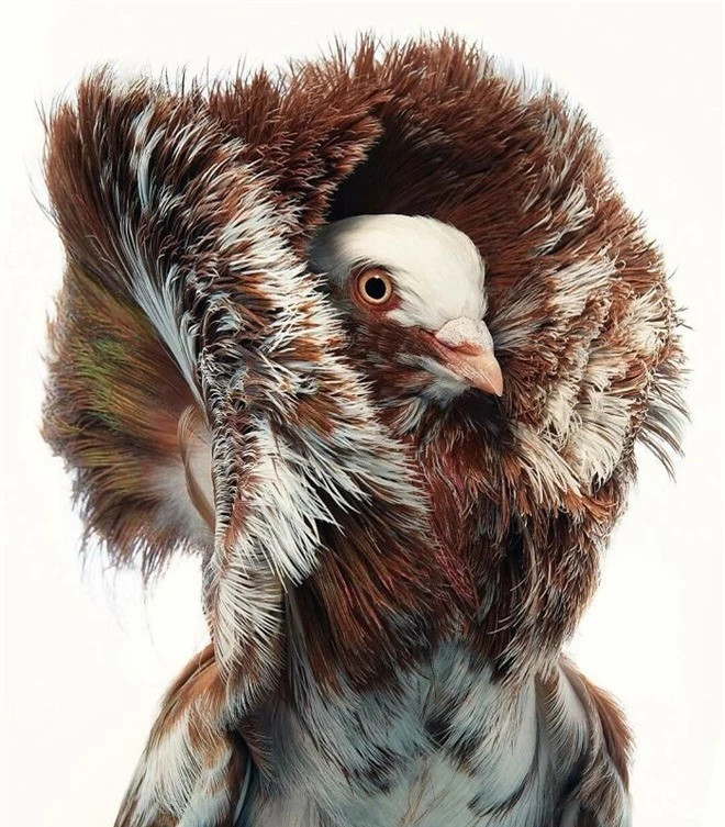 br/> Red Splash Jacobin Pigeon