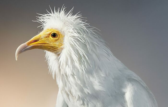 Egyptian Vulture: Kền kền Ai Cập hay còn gọi là Kền kền ăn xác thối là một loài kền kền nhỏ thuộc nhóm kền kền Cựu thế giới, được tìm thấy từ miền bắc châu Phi cho đến miền tây nam châu Á. Nó là thành viên duy nhất của chi Neophron trong họ Accipitridae.