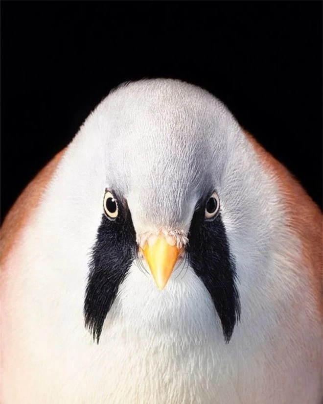 br/> Bearded Tit