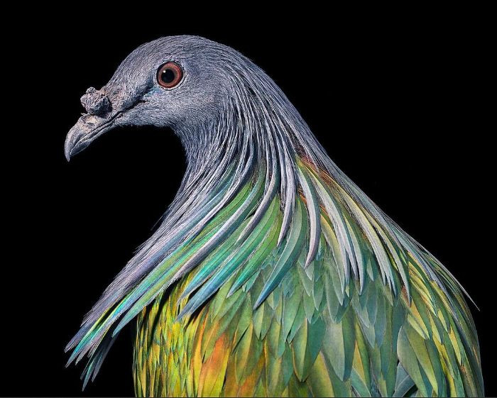 Nicobar Pigeon