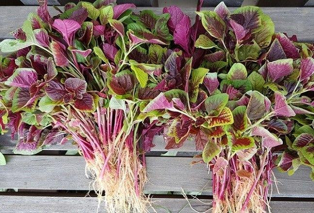 4 loai rau dai bo: Quy nhu nhan sam, ban day cho ai cung mua duoc