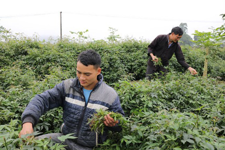 Nhiều tài liệu nghiên cứu ghi chép rằng, cây ngũ gia bì hương là cây thuốc họ nhân sâm có trong danh mục các bài thuốc y học cổ truyền được sử dụng rộng rãi. Riêng với bà con vùng cao, đây là “thần dược”, ăn vào có giấc ngủ tốt hơn, rất tốt cho sức khỏe