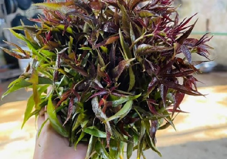 Trung bình 10 ngày rau ngũ gia bì cho thu hoạch 1 lần, trừ chi phí, công chăm sóc từ cây rau ngũ gia bì cho anh Hiếu thu lãi trên 12 triệu/tháng.