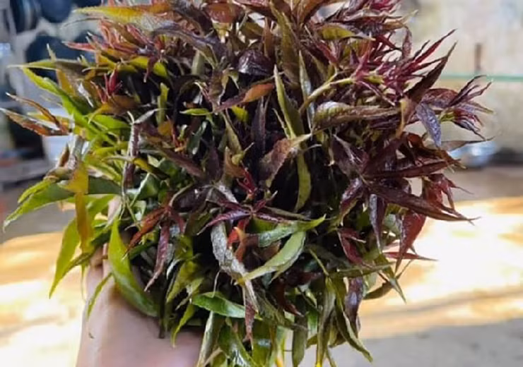 Trung bình 10 ngày rau ngũ gia bì cho thu hoạch 1 lần, trừ chi phí, công chăm sóc từ cây rau ngũ gia bì cho anh Hiếu thu lãi trên 12 triệu/tháng.