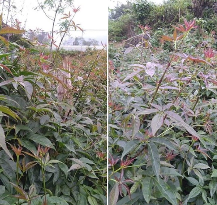 Ngũ gia bì, còn gọi là ngũ gia bì hương có nguồn gốc từ Trung Quốc, từng được đưa vào Sách Đỏ quốc gia vì quý hiếm và được nghiên cứu để bảo tồn