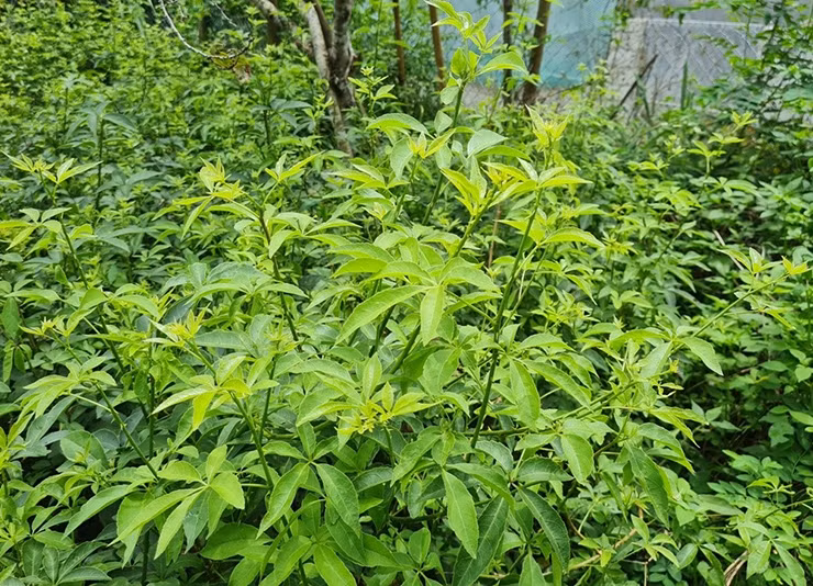 Thứ rau dại này lần đầu tiên được phát hiện ở huyện Phó Bảng, Hà Giang vào năm 1969