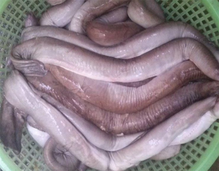 Nhìn bề ngoài, chúng có hình dạng kỳ dị, đặc biệt những chiếc răng sắc nhọn có thể tấn công bất cứ lúc nào