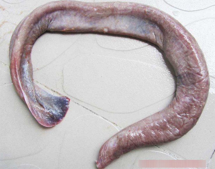 Trước đây, ngư dân nếu thấy cá ninja sẽ trả trở lại biển bởi hình dáng của chúng nhìn sợ, không ai dám ăn