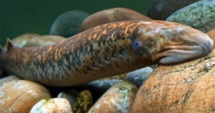 Phần thân của nó giống con lươn, thậm chí còn được nhận xét là giống con rắn