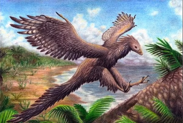 Archaeopteryx được coi là loài chim tồn tại sớm nhất trên Trái đất từng được biết đến.