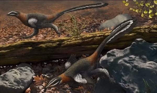 Khủng long Mei long (nghĩa là “rồng ngủ”) chỉ có kích thước bằng một con vịt lớn, nhưng lại có thể chạy xuyên rừng mà không cần nghỉ.