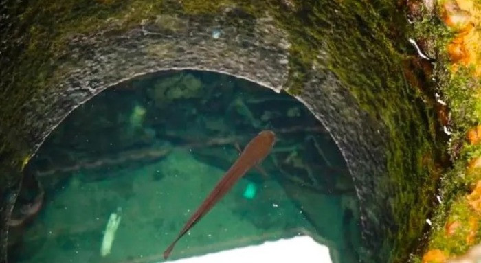 Vi sao ca duoc nuoi trong gieng hay be nuoc mua khong the lon?-Hinh-3