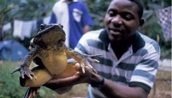 Loai ech lon nhat tren trai dat nang bang mot dua tre