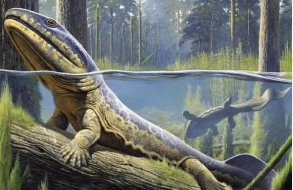 Loai ech lon nhat tren trai dat nang bang mot dua tre-Hinh-6