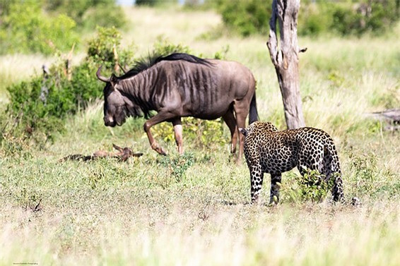 Thế nhưng, nó không hề biết rằng, con báo hoa mai đã phát hiện ra chú linh dương nhỏ và nhanh chóng lao tới tấn công.