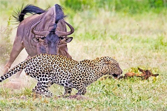 Khi đang tham quan Vườn quốc gia Kruger ở Nam Phi, anh Nadav Ossendryver, 24 tuổi đã ghi lại được một khoảnh khắc cực kỳ kịch tính trong thế giới động vật hoang dã. Đó là cảnh tượng linh dương đầu bò mẹ cố gắng hết sức để bảo vệ đứa con mới sinh trước lợn bướu và báo hoa mai.