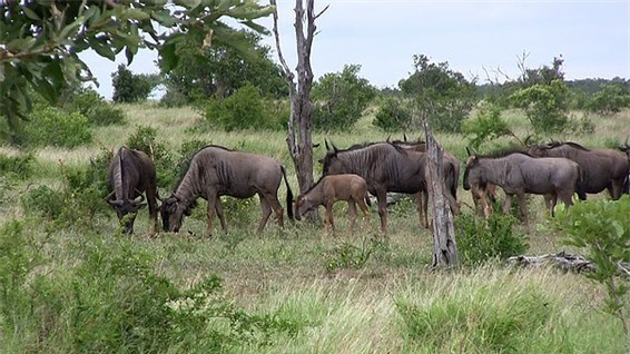 Ban đầu, đồng loại của nó ở gần nên cũng tới bảo vệ, nhưng sau đó chúng lại đi tìm thức ăn và để mặc cho 2 mẹ con linh dương đầu bò tự bảo vệ nhau.
