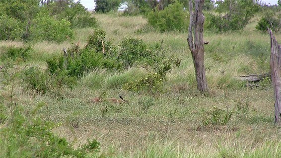 Trước đó, chú linh dương đầu bò mẹ đã hạ sinh con non ở một bụi cây nhỏ.