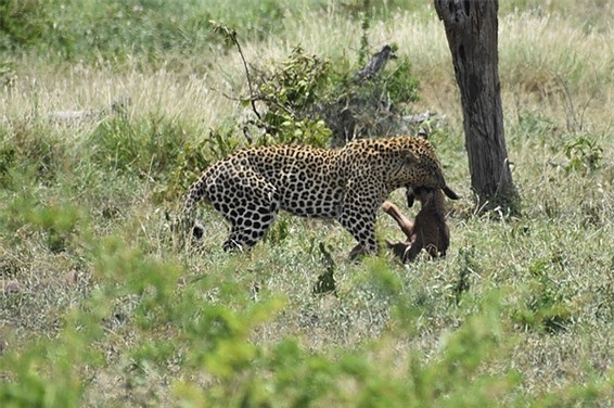 Chỉ trong ít phút lơ là và mải tấn công lợn bướu, linh dương mẹ đã để báo hoa mai bắt mất con. Còn đối với con báo hoa mai, đây chắc chắn là một trong những miếng mồi dễ dàng nhất mà nó săn được trong suốt cuộc đời.