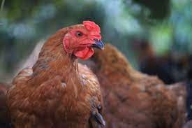 Qua keu, cho sua, ga gay luc nua dem la diem gi?-Hinh-3