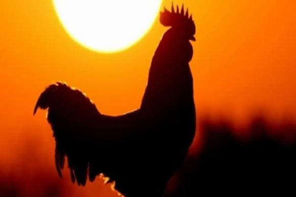 Qua keu, cho sua, ga gay luc nua dem la diem gi?-Hinh-2