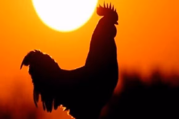 Qua keu, cho sua, ga gay luc nua dem la diem gi?-Hinh-2