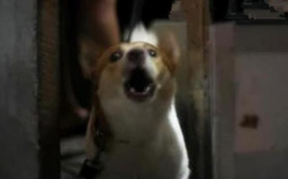 Qua keu, cho sua, ga gay luc nua dem la diem gi?-Hinh-4