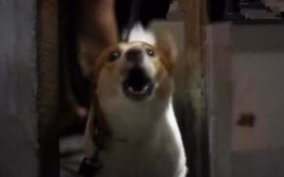 Qua keu, cho sua, ga gay luc nua dem la diem gi?-Hinh-4