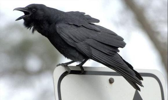 Qua keu, cho sua, ga gay luc nua dem la diem gi?