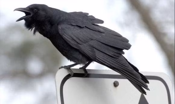 Qua keu, cho sua, ga gay luc nua dem la diem gi?