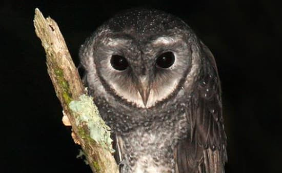 Qua keu, cho sua, ga gay luc nua dem la diem gi?-Hinh-5