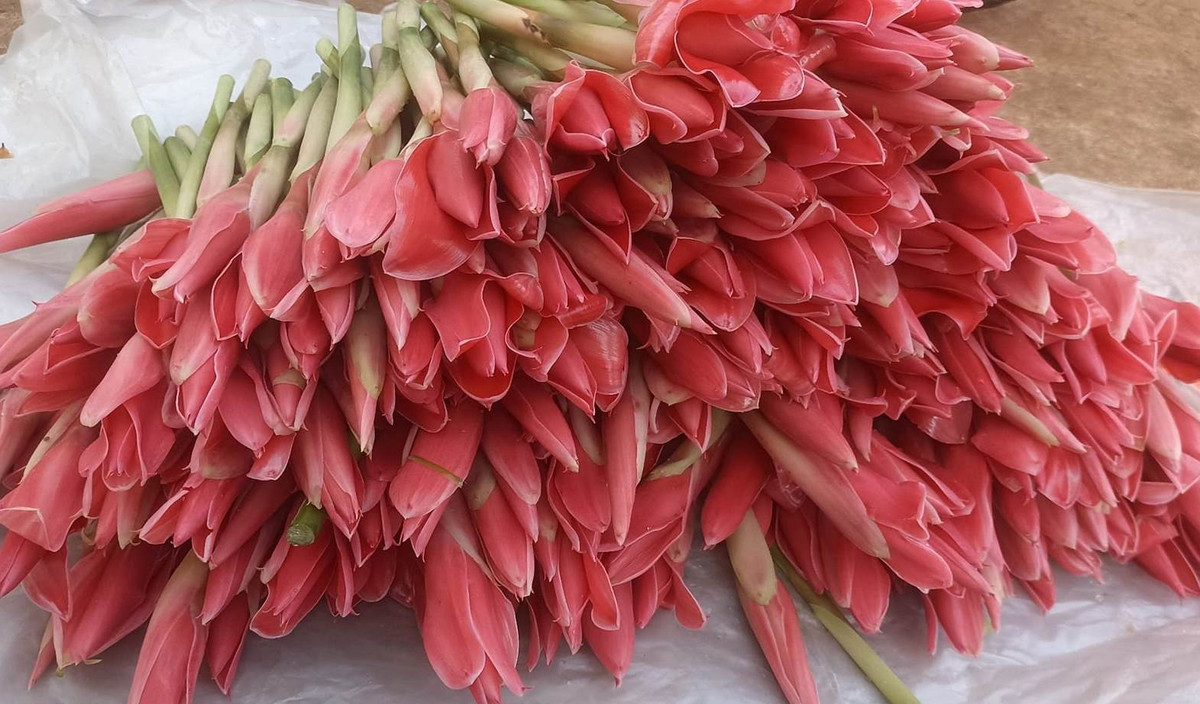 Loai hoa doc la hut khach mua dip via Than Tai, cham la het-Hinh-3