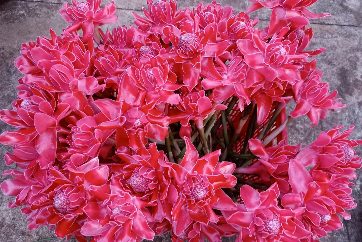 Loai hoa doc la hut khach mua dip via Than Tai, cham la het