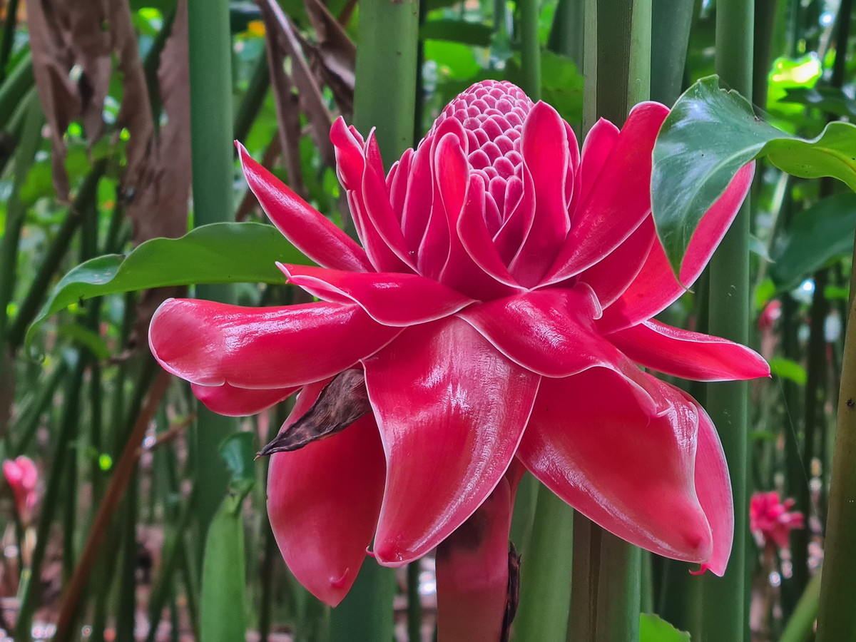 Loai hoa doc la hut khach mua dip via Than Tai, cham la het-Hinh-2