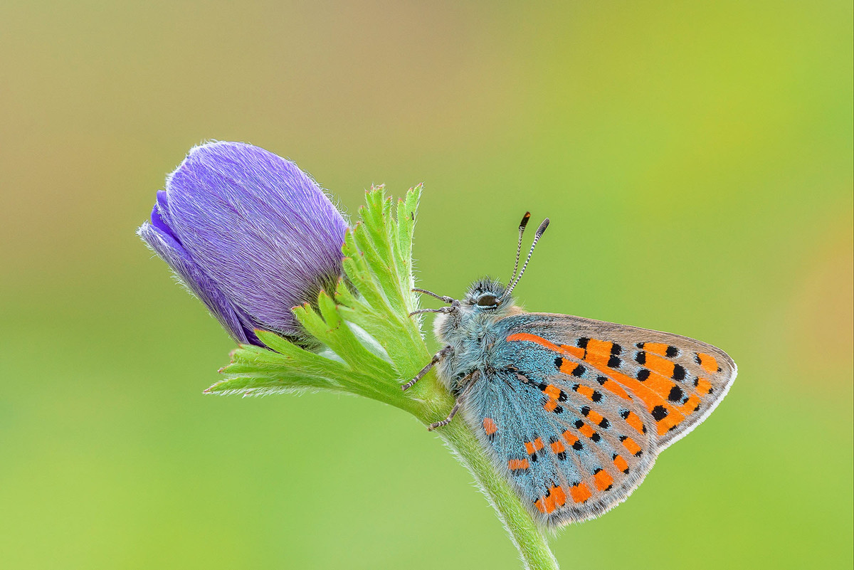 Ai sinh ngay Am lich nay, ca doi khong lo thieu tien