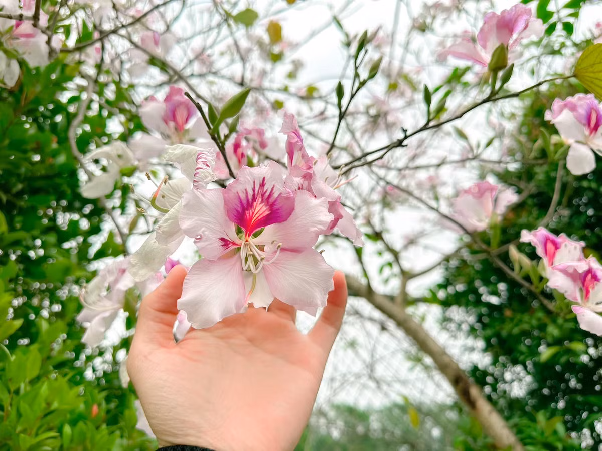 ‘Check-in’ con duong hoa ban dep nhat Ha Noi-Hinh-5