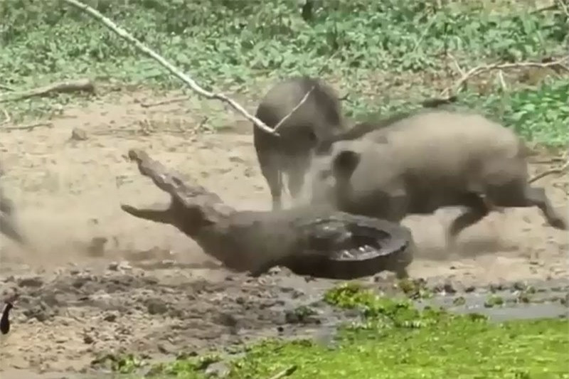 Video: Heo rung lieu chet voi ca sau de bao ve con