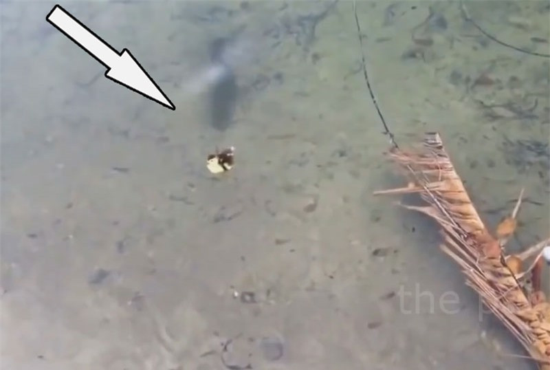 5 pha bắt vịt và chim nước ấn tượng nhất của loài cá chó ảnh 1 5 pha bắt vịt và chim nước ấn tượng nhất của loài cá chó ảnh 1