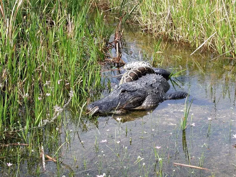Ban đầu, con trăn đã có màn chạm trán không mong muốn với chú cá sấu ở trong đầm nước.
