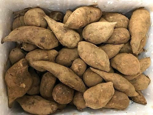 Loai cu re nhu khoai lang, mui giong nhan sam dang duoc 