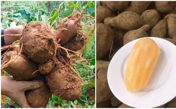 Loai cu re nhu khoai lang, mui giong nhan sam dang duoc 