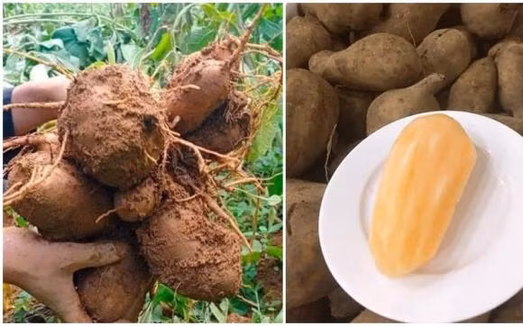 Loai cu re nhu khoai lang, mui giong nhan sam dang duoc 