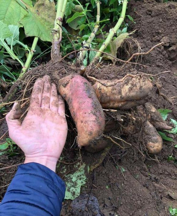 Loai cu re nhu khoai lang, mui giong nhan sam dang duoc 