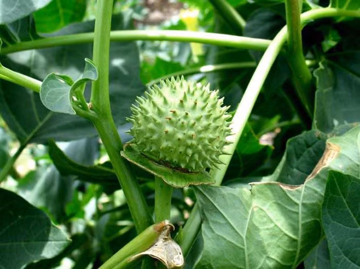 Loai qua bat mat nhung cuc doc, nhieu nguoi lam tuong bo co the