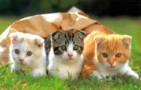 Sau thang 4, tai loc cua 3 con giap se tang vot-Hinh-3