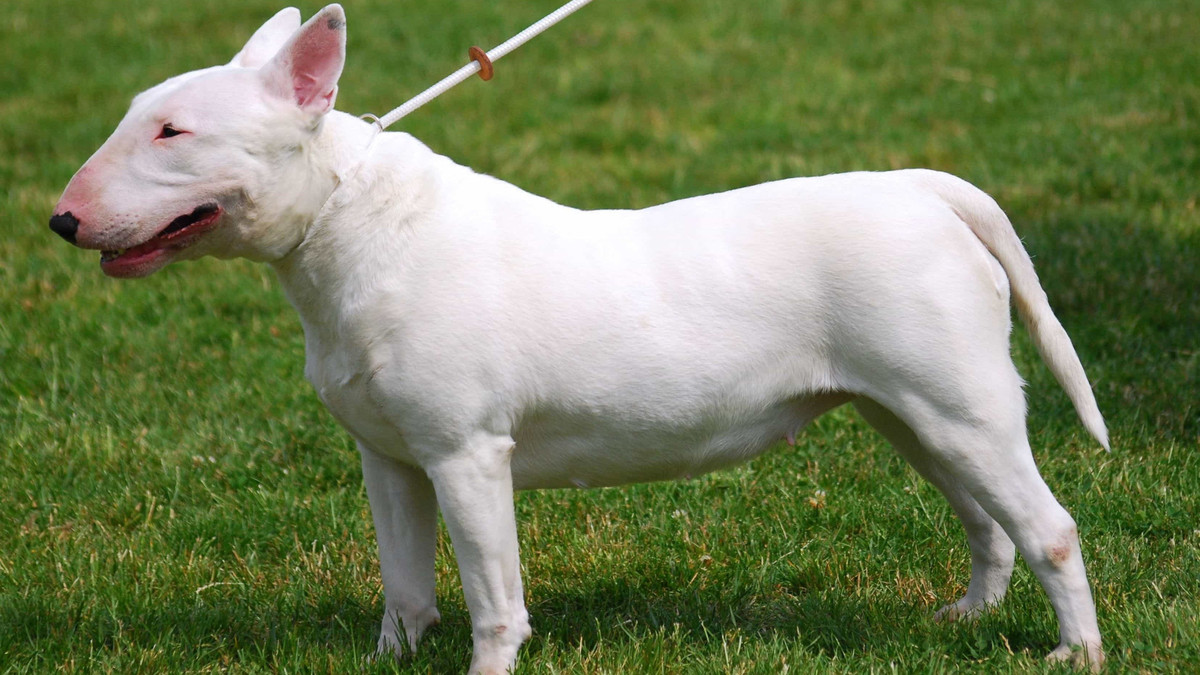 Loai vat nao la noi ac mong trong Chien tranh the gioi thu nhat?-Hinh-5