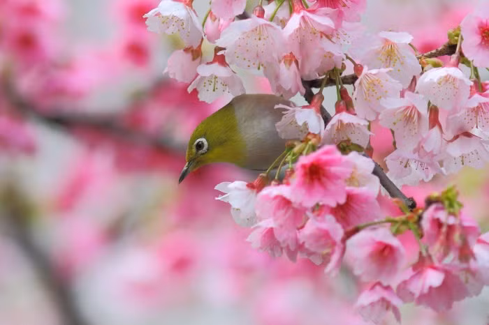 Sau Tet Nguyen dan, 4 con giap thoat khoi be kho, phat nhanh