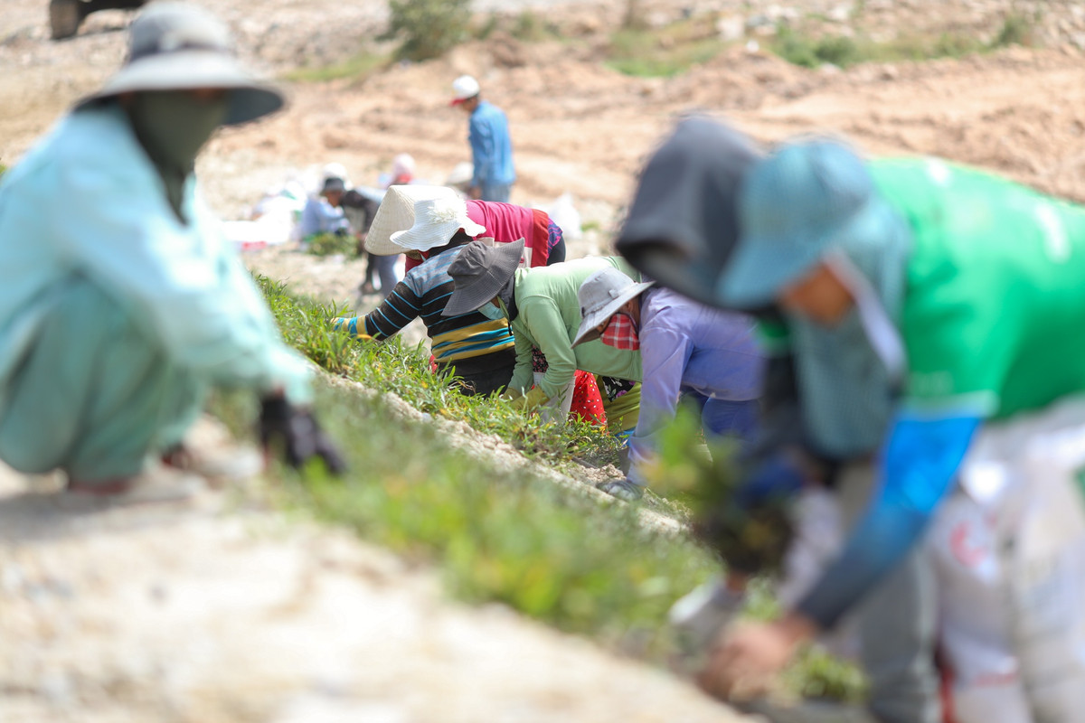 Trao đổi với báo chí, ông Phạm Quốc Huy, Giám đốc điều hành dự án cao tốc Vĩnh Hảo - Phan Thiết cho biết, các nhà thầu vẫn duy trì lực lượng thi công trong dịp Tết Nguyên đán vừa qua, quyết tâm đưa dự án cán đích trước ngày 30/4 theo đúng yêu cầu. Trong ảnh, hàng chục công nhân đang trồng cỏ tạo cảnh quan 2 bên taluy đường, đoạn qua xã Phong Phú, huyện Tuy Phong.