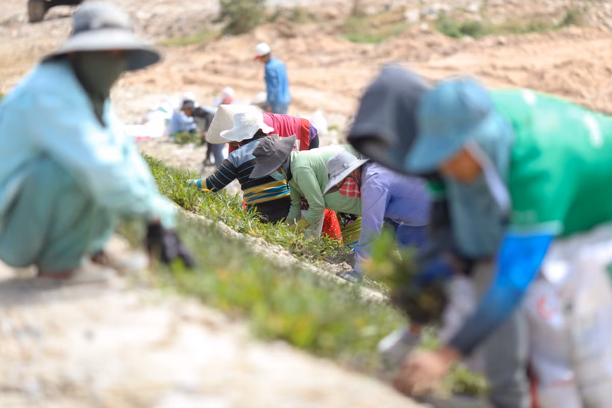 Trao đổi với báo chí, ông Phạm Quốc Huy, Giám đốc điều hành dự án cao tốc Vĩnh Hảo - Phan Thiết cho biết, các nhà thầu vẫn duy trì lực lượng thi công trong dịp Tết Nguyên đán vừa qua, quyết tâm đưa dự án cán đích trước ngày 30/4 theo đúng yêu cầu. Trong ảnh, hàng chục công nhân đang trồng cỏ tạo cảnh quan 2 bên taluy đường, đoạn qua xã Phong Phú, huyện Tuy Phong.