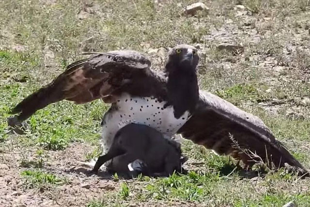 Video: Đại bàng Martial sải cánh khuất phục lợn rừng Video: Dai bang Martial sai canh khuat phuc lon rung